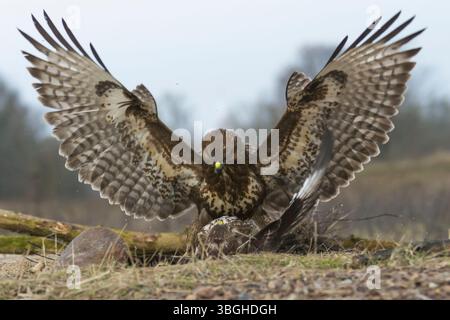Bussard (Buteo buteo) – Ein wachsamer Greifer, der lautlos hockte und offene Felder und Wälder mit scharfen Augen durchsuchte, um sich zu bewegen. Stockfoto