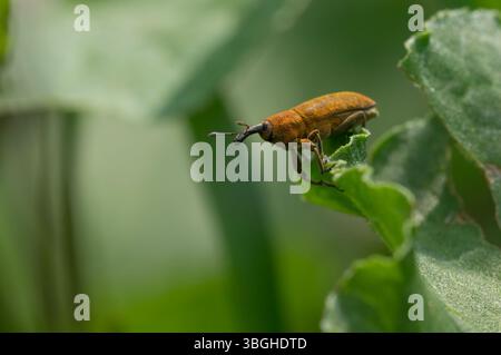 Dock Bug on Sauerampfer – Ein Lixus bardanae liegt auf Sauerampfer-Blatt, das im Detail getarnt ist. Die seltsame Eleganz der Natur aus nächster Nähe. Stockfoto