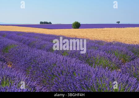 Weizen und Lavendel auf dem Valensole-Plateau in der Provence Stockfoto