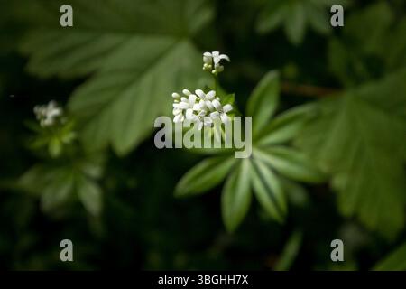 Waldmeister im Wald Stockfoto