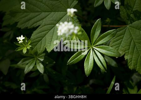 Woodruff in Blüte Stockfoto