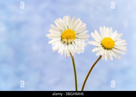 Zwei Gänseblümchen (Bellis perennis), Nahaufnahme, strukturierten Hintergrund Stockfoto