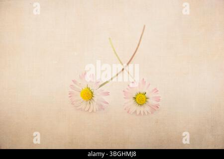 Zwei Gänseblümchen (Bellis perennis), Nahaufnahme, strukturierten Hintergrund Stockfoto