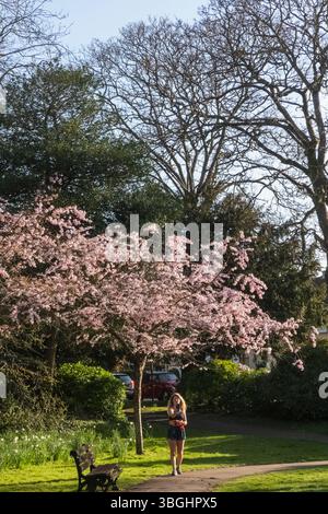 England, Somerset, Bath, Henrietta Park, Cherry Trees in Bloom Stockfoto