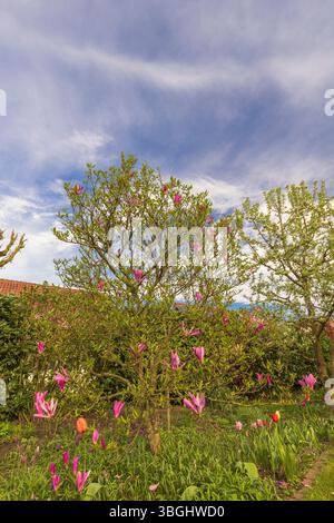 Magnolienbaum in voller Blüte vor blauem Himmel Stockfoto