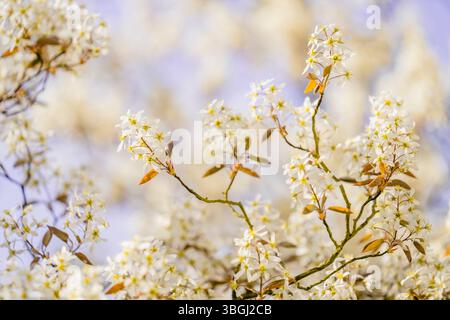 Blühende Steinbirne im Frühling als Nahaufnahme, leuchtende Farben. Kassel, Hessen, Deutschland Stockfoto