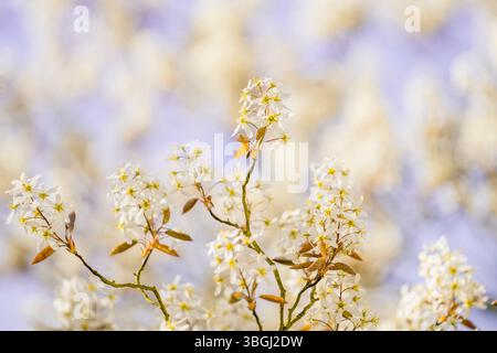 Blühende Steinbirne im Frühling als Nahaufnahme, leuchtende Farben. Kassel, Hessen, Deutschland Stockfoto