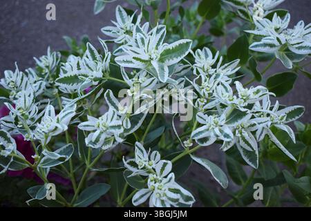 Eine Pflanze, bekannt als Euphorbia marginata, auch „Schnee auf dem Berg“ genannt. Sie zeichnet sich durch grüne Blätter mit markanten weißen Rändern und kleinem C aus Stockfoto
