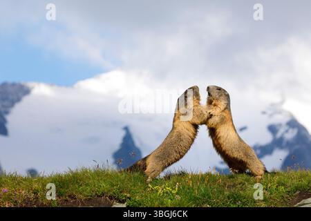 Alpenmurmeltier (Marmota marmota), zwei Murmeltiere, die vor einer Bergkulisse kämpfen Stockfoto
