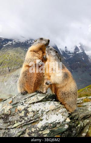 Alpenmurmeltier (Marmota marmota), zwei Murmeltiere, die auf Felsen stehen und sich zueinander neigen Stockfoto