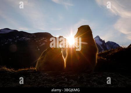 Alpenmurmeltier (Marmota marmota), zwei Murmeltiere sitzen bei Sonnenuntergang im Abendlicht vor alpiner Kulisse, zwischen ihnen scheint die untergehende Sonne Stockfoto