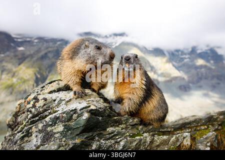 Alpenmurmeltier (Marmota marmota), zwei Murmeltiere, die nebeneinander auf Felsen sitzen und in die Kamera schauen Stockfoto