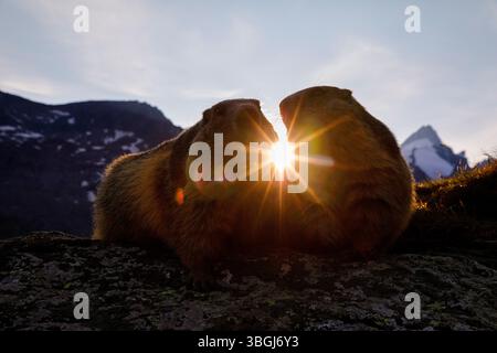 Alpenmurmeltier (Marmota marmota), zwei Murmeltiere sitzen bei Sonnenuntergang im Abendlicht vor alpiner Kulisse, zwischen ihnen scheint die untergehende Sonne Stockfoto