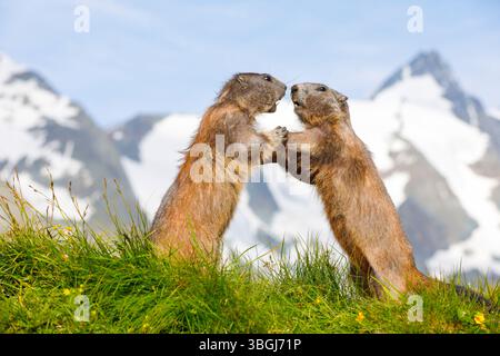 Alpenmurmeltier (Marmota marmota), zwei Murmeltiere kämpfen auf einer Wiese mit dem Großglockner im Hintergrund Stockfoto