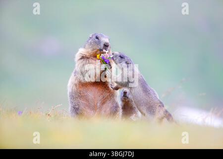Alpenmurmeltier (Marmota marmota), Murmeltier Stockfoto