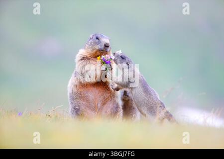 Alpenmurmeltier (Marmota marmota), Murmeltier mit einem Blumenstrauß, zwei Jungtiere sind neugierig Stockfoto