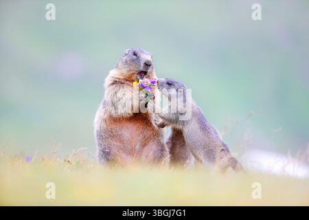 Alpenmurmeltier (Marmota marmota), Murmeltier mit einem Blumenstrauß, zwei Jungtiere sind neugierig Stockfoto
