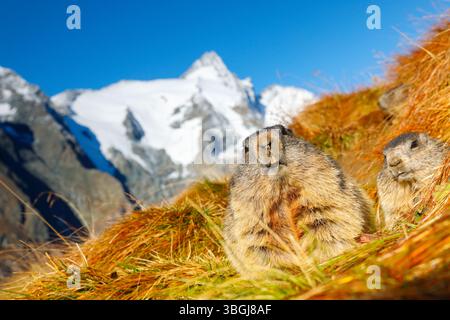 Alpenmurmeltier (Marmota marmota), zwei Murmeltiere, die in einer herbstlichen Berglandschaft mit Großglockner und blauem Himmel sitzen Stockfoto