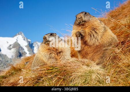 Alpenmurmeltier (Marmota marmota), zwei Murmeltiere, die in einer herbstlichen Berglandschaft mit Großglockner und blauem Himmel sitzen Stockfoto