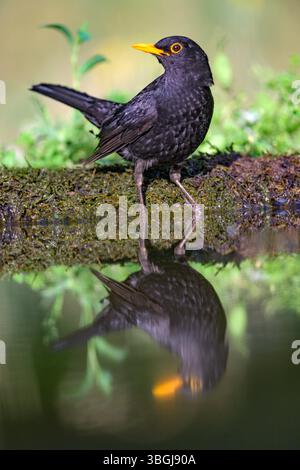 Hausbaramse (Turdus merula, männlich) aus Tiszaalpár, Ungarn. Stockfoto