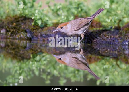 Eurasische Schwarzmütze (Sylvia atricapilla, weiblich) aus Tiszaalpár; Ungarn. Stockfoto