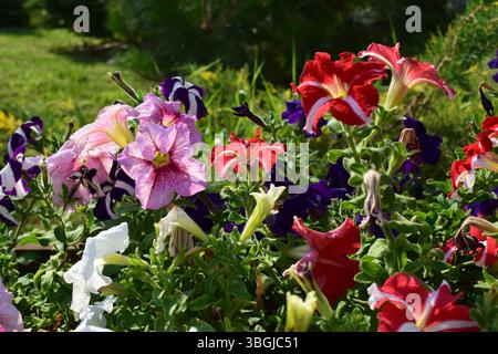 Ein lebendiger und farbenfroher Blumengarten mit verschiedenen Arten von Petunien in voller Blüte. Die Blumen zeigen eine Reihe von Farben, einschließlich lila, rot, Stockfoto