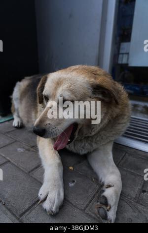 Der Straßenhund liegt da hin. Der Gähnhund. Ein alter Hund Stockfoto