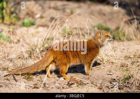 Gelbe Mungos (Cynictis penicillata), im Nachtisch an einem sonnigen Tag, gefangen Stockfoto