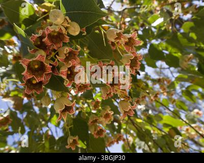 Nahaufnahme von Brachychiton populneus-Zweigen in Blüte, fotografiert von unten vor einem klaren blauen Himmel. Stockfoto