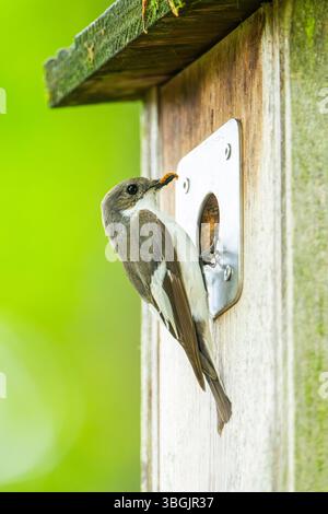 Europäischer Rattenfänger (Ficedula hypoleuca) auf einem Nistkasten, Bayern, Deutschland, Europa Stockfoto