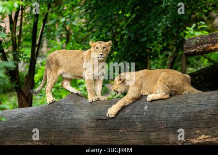 Zwei asiatische Löwen (Panthera leo persica) spielen auf einem Baumstamm Stockfoto