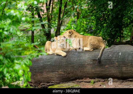 Zwei asiatische Löwen (Panthera leo persica) spielen auf einem Baumstamm Stockfoto