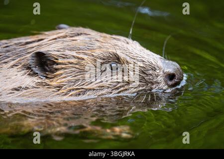Eurasischer Biber (Rizinusfaser) beim Schwimmen auf einem See, Bayern, Deutschland, Europa Stockfoto