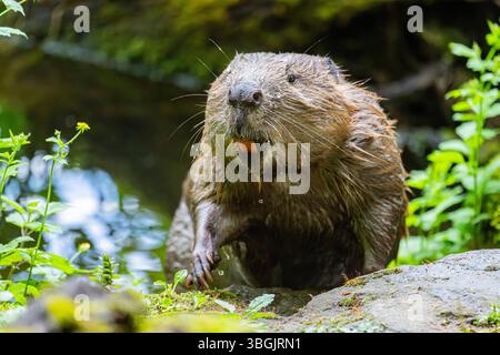 Eurasischer Biber (Castorfaser) am Abend auf dem Boden, Bayern, Deutschland, Europa Stockfoto