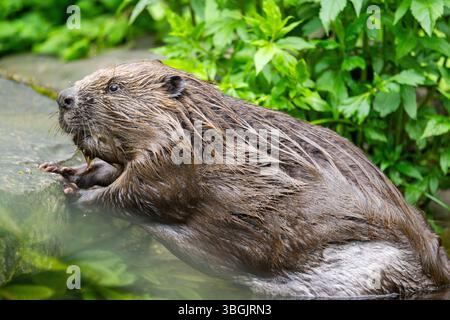 Eurasischer Biber (Castorfaser) am Abend auf dem Boden, Bayern, Deutschland, Europa Stockfoto