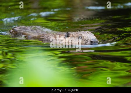 Eurasischer Biber (Rizinusfaser) beim Schwimmen auf einem See, Bayern, Deutschland, Europa Stockfoto