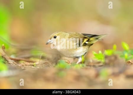 Eurasischer Buchbeins (Fringilla coelebs), die auf dem Boden laufen, Bayern, Deutschland, Europa Stockfoto