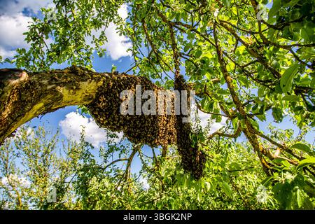 Bienenstock mit Honigbienenschwarm, der an einem Baumzweig hängt. Bienen schwärmen. Stockfoto