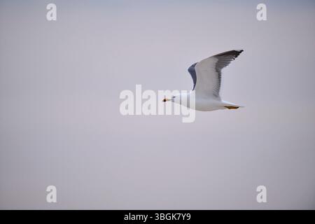 Gelbbeinmöwe (Larus michahellis) fliegen, Düne, Helgoland, Schleswig-Holstein, Deutschland Stockfoto