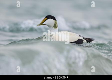 Gemeiner Eider (Somateria mollissima), männlich im Meer schwimmen, Düne, Helgoland, Schleswig-Holstein, Deutschland Stockfoto