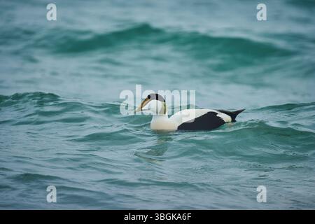 Gemeiner Eider (Somateria mollissima), männlich im Meer schwimmen, Düne, Helgoland, Schleswig-Holstein, Deutschland Stockfoto