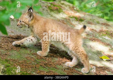 Eurasischer Luchse (Lynx Luchse) Junges (Youngster) in einem Wald, Bayern, Deutschland, Europa Stockfoto