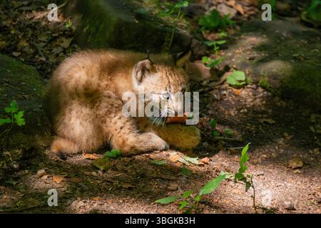 Eurasischer Luchse (Lynx Luchse) Junges (Youngster) in einem Wald, Bayern, Deutschland, Europa Stockfoto