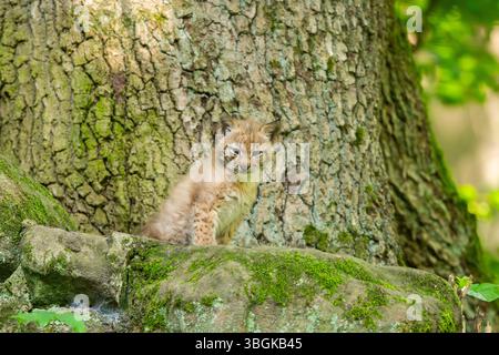 Eurasischer Luchse (Lynx Luchse) Junges (Youngster) in einem Wald, Bayern, Deutschland, Europa Stockfoto