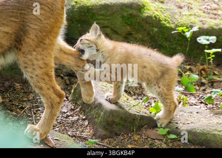 Eurasischer Luchse (Lynx Luchse) Junges (Youngster) in einem Wald, Bayern, Deutschland, Europa Stockfoto