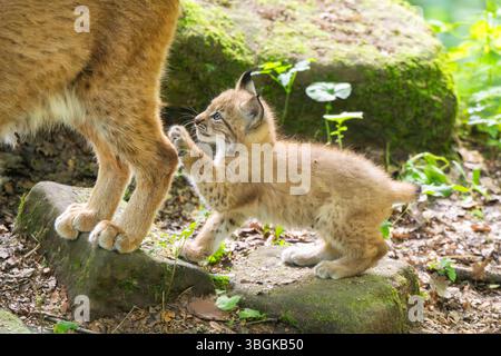 Eurasischer Luchse (Lynx Luchse) Junges (Youngster) in einem Wald, Bayern, Deutschland, Europa Stockfoto
