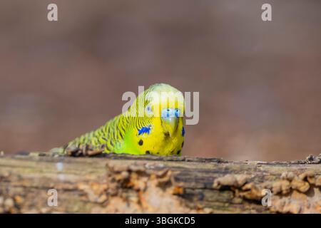 Wellensittich (Melopsittacus undulatus), Wandern auf dem Boden, Bayern, Deutschland, Europa Stockfoto