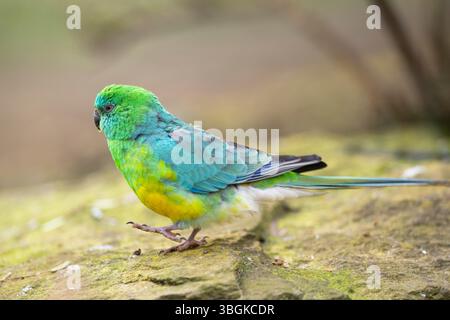 Rotwein-Papagei (Psephotus haematonotus), männlich, der auf dem Boden läuft, Bayern, Deutschland, Europa Stockfoto
