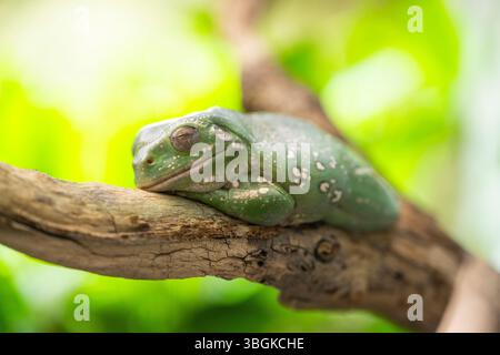Australischer Grünbaumfrosch (Ranoidea caerulea/Litoria caerulea), der auf einem Zweig liegt, Deutschland Stockfoto