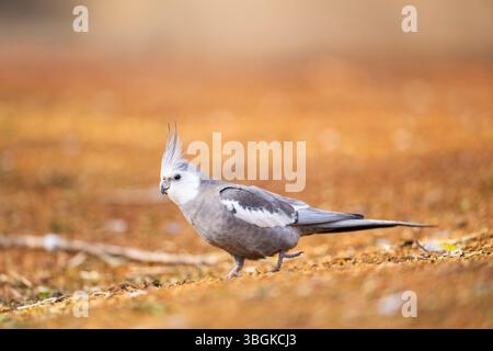 Kakatiel (Nymphicus hollandicus) auf dem Boden spazieren, Bayern, Deutschland, Europa Stockfoto
